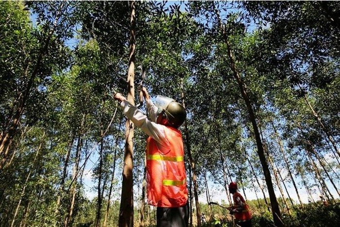 Ngành quản lý tài nguyên rừng mang lại nhiều cơ hội nghề nghiệp